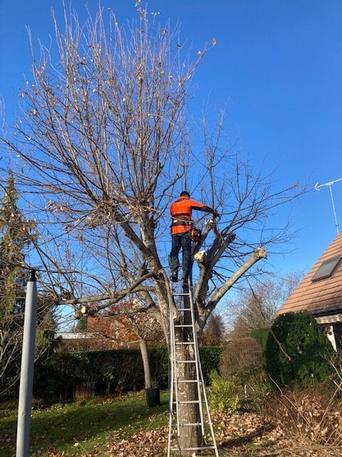 Élagage d'un arbre avec une échelle dans un jardin à Orléans