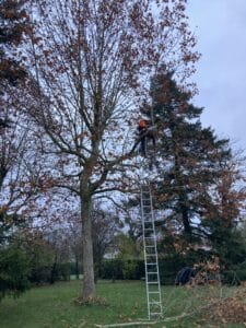 Photo avant intervention de l'élagage d'un arbre en hauteur à Orléans