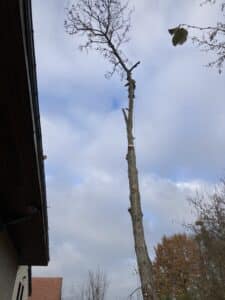 Abattage d'un arbre par démontage, dans un jardin à Orléans