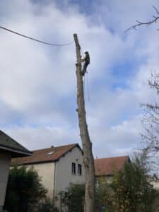 Photo après intervention de l'abattage d'un arbre par démontage à Orléans