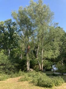 Photo avant intervention de l'abattage d'un arbre en hauteur à Orléans