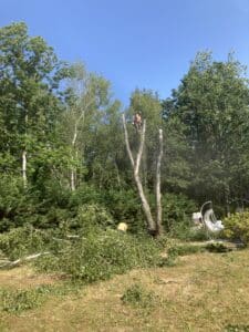 Photo pendant intervention de l'abattage d'un arbre en hauteur à Orléans