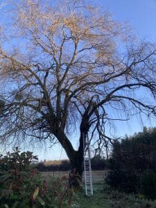 Élagage d'un saule dans la commune d'Ardon, dans l'agglomération d'Orléans