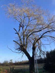 Photo d'un élagage d'un saule à Ardon, près d'Orléans