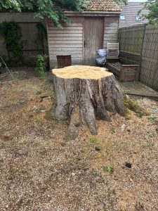 Souche d'érable après abattage par démontage dans un jardin à Olivet