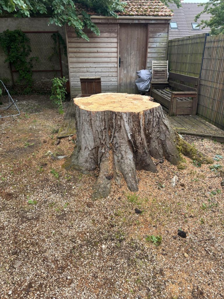 Souche d'érable après abattage par démontage dans un jardin à Olivet
