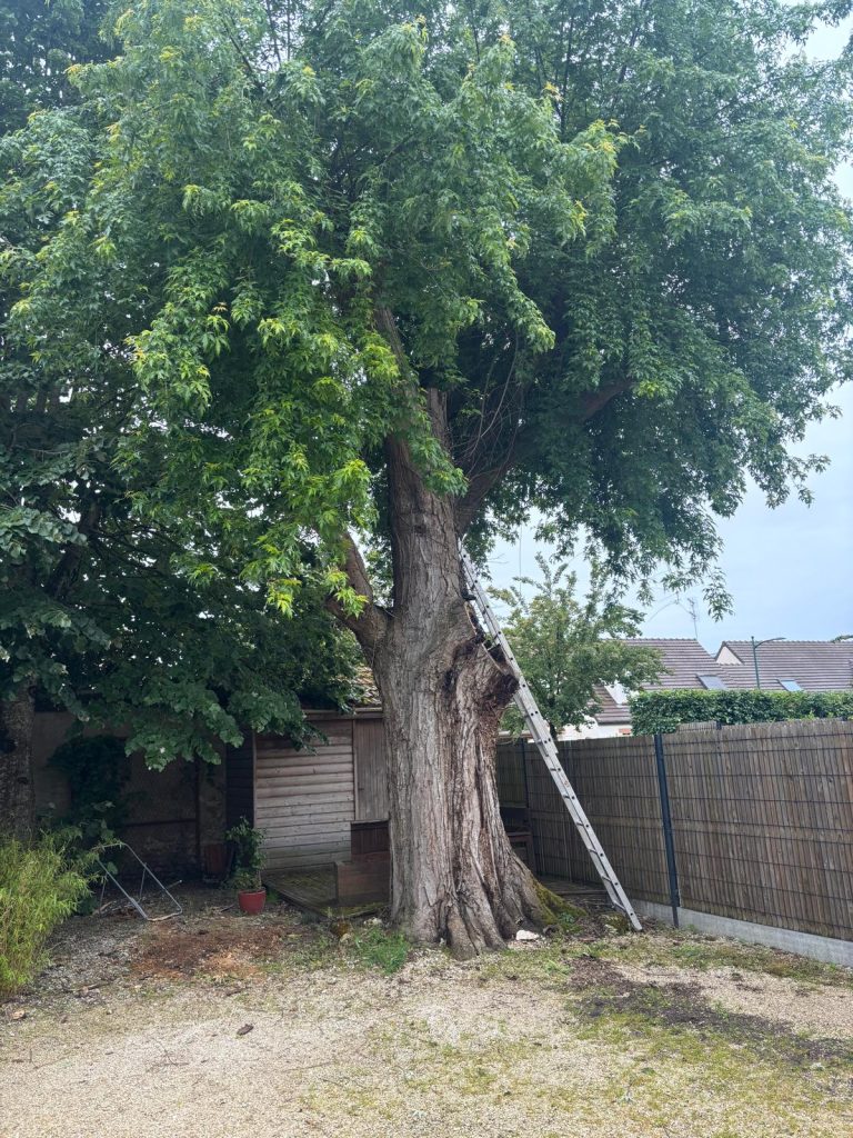 Érable dans le jardin du client, avant abattage par démontage par l'équipe d'Ent . Dole.