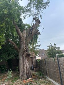 Début du démontage de l'érable à Olivet, élagueur grimpeur en haut de l'arbre avec tronçonneuse