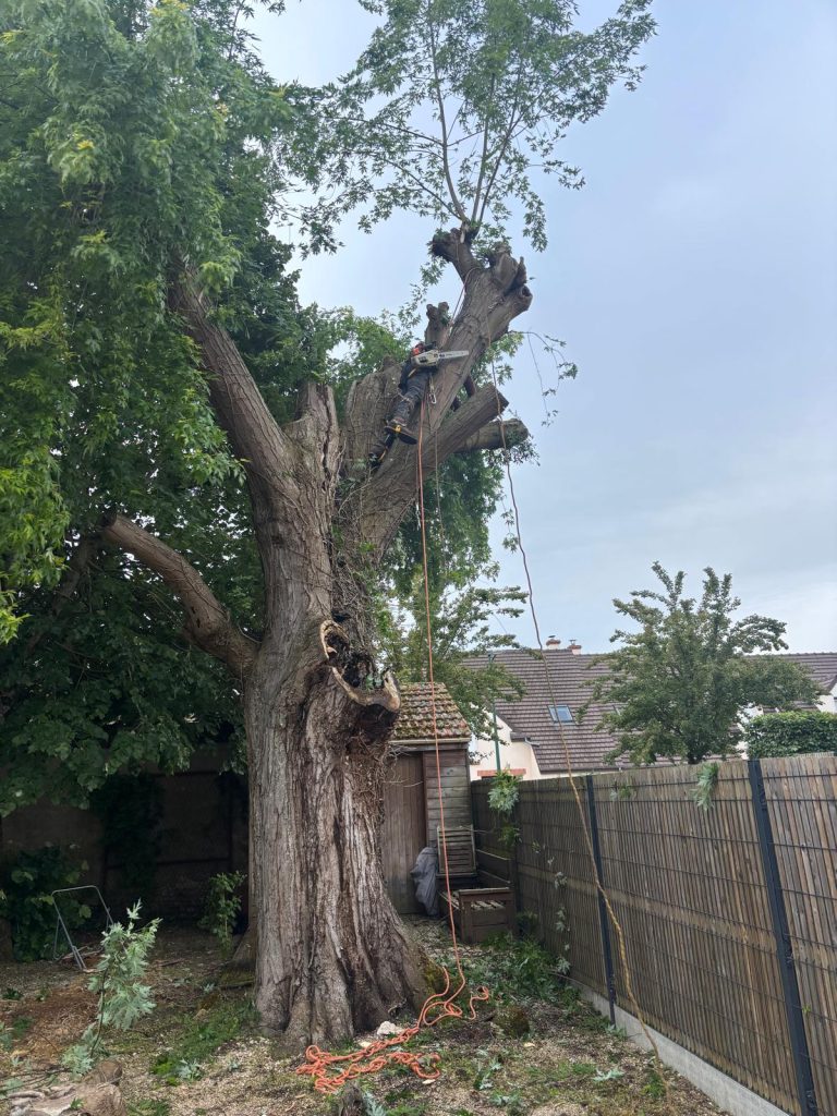 Début du démontage de l'érable à Olivet, élagueur grimpeur en haut de l'arbre avec tronçonneuse