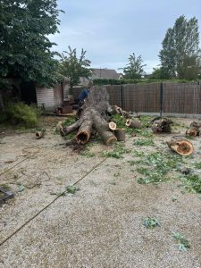 Tronçons d'érable au sol après démontage complet à Olivet dans le Loiret