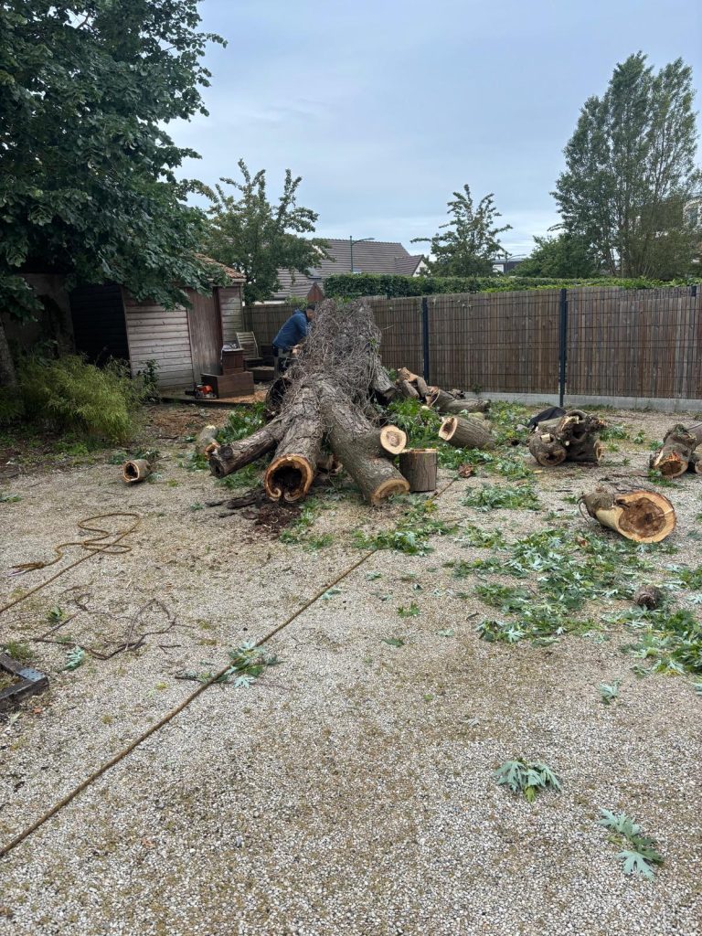 Tronçons d'érable au sol après démontage complet à Olivet dans le Loiret