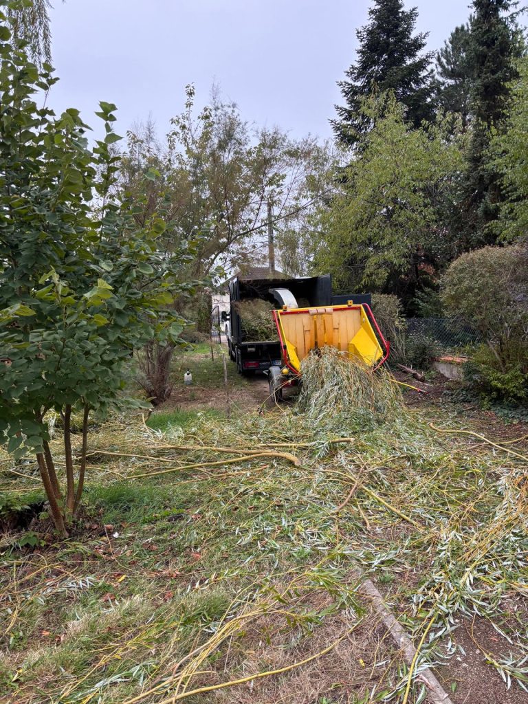 Broyage des branches de saule pleureur sur place après élagage à Orléans