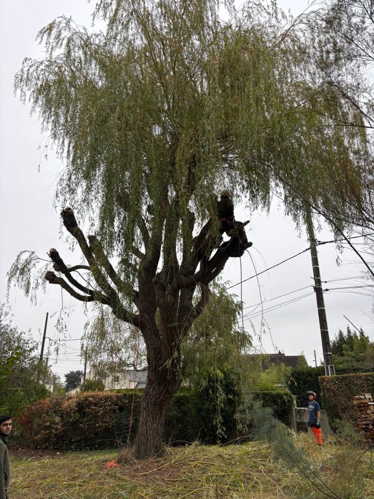 Élagueur grimpeur dans un grand saule pleureur au début de l’élagage à Orléans