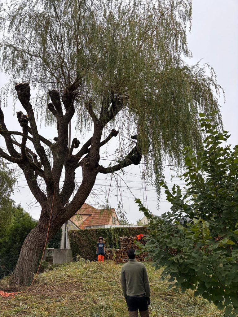 Réduction de la couronne d’un saule pleureur à Orléans, coupes sur les grosses branches